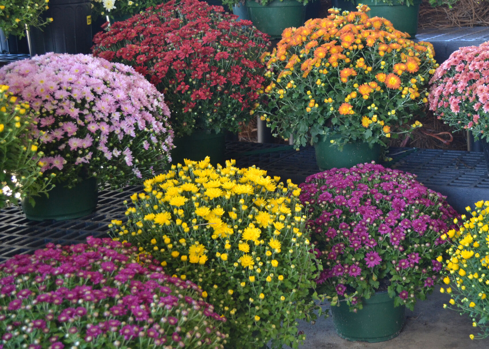 SOUTHERN GARDENING: Use chrysanthemums for pretty fall displays